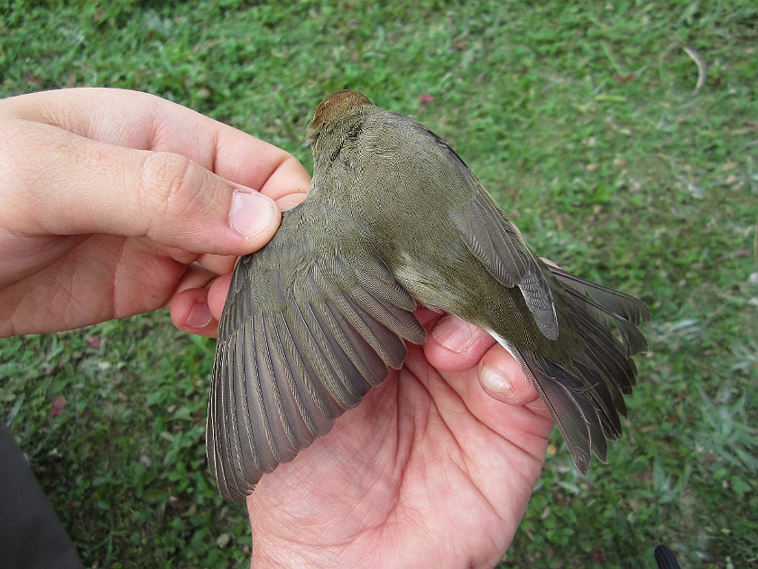 Blackcap, Sundre 20120828